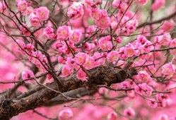 風有約，花不誤石家莊市植物園梅花迎春綻放