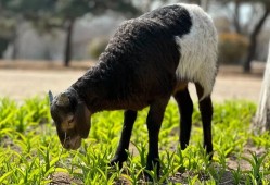 秦皇島野生動物園2023年4月1日起恢復(fù)原價！