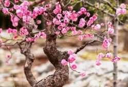 風有約，花不誤石家莊市植物園梅花迎春綻放