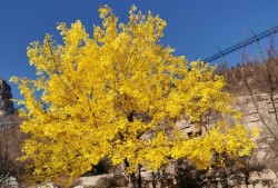 春日踏青季！抱犢寨景區(qū)游玩指南