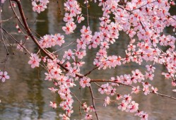 花開南湖！唐山南湖開灤旅游景區(qū)春日賞花攻略