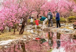 風有約，花不誤石家莊市植物園梅花迎春綻放