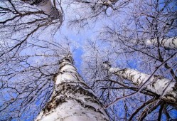 感受御道口草原森林風(fēng)景區(qū)云霧繚繞仙氣飄飄