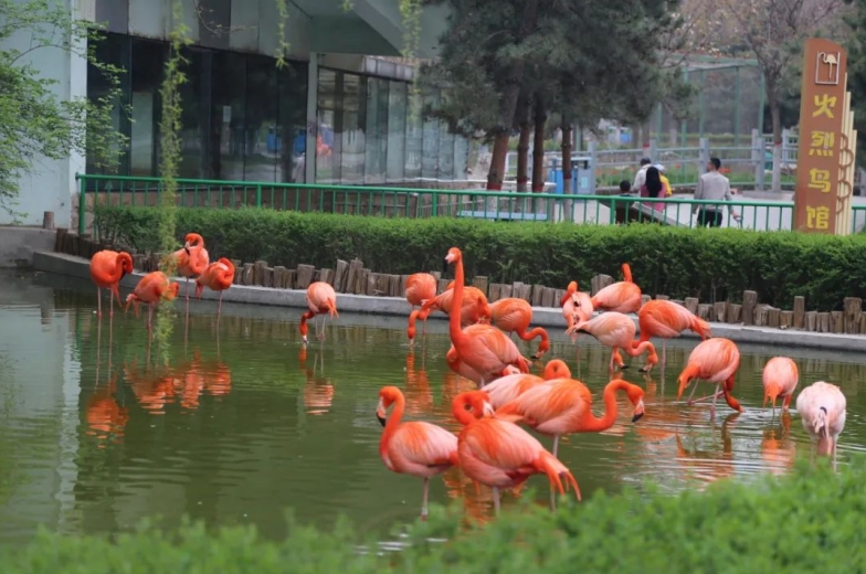 石家莊市動物園自4月15日起執(zhí)行優(yōu)惠票價